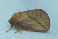 Euthrix potatoria