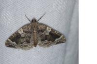 Eulithis prunata