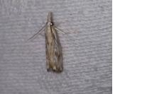 Catoptria falsella