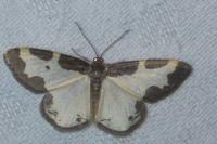 Lomaspilis marginata