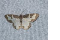 Lomaspilis marginata