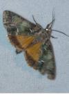 Polyphaenis sericata