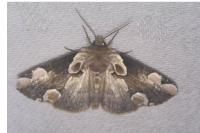 Thyatira batis