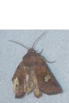 Amphipoea oculea