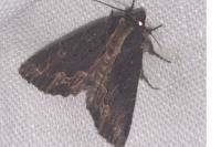 Dypterygia scabriuscula
