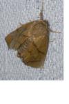 Apoda limacodes