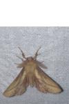 Euthrix potatoria