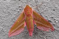 Deilephila elpenor