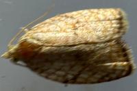 Acleris forsskaleana