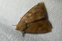 Cosmia trapezina
