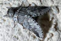 Furcula bifida