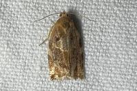 Archips xylosteana