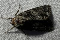 Acronicta rumicis