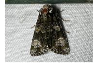 Craniophora ligustri