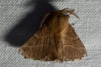 Malacosoma neustria