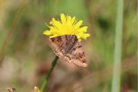 Euclidia glyphica