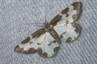 Lomaspilis marginata