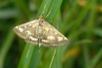 Pyrausta purpuralis