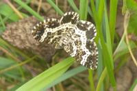 Epirrhoe tristata