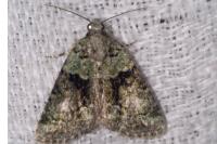 Cryphia algae