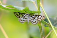 Nymphula nitidulata