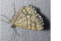 Chiasmia clathrata