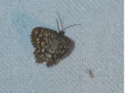 Chiasmia clathrata