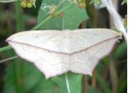 Timandra comae
