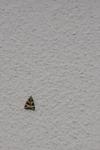Euplagia quadripunctaria