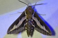 Hyles gallii