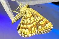 Chiasmia clathrata