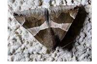 Dysgonia algira