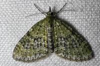 Acasis viretata