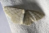 Idaea subsericeata