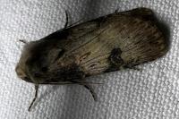 Agrotis puta
