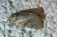 Cosmia trapezina