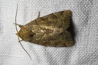 Cosmia trapezina