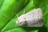Hoplodrina ambigua