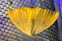 Watsonalla binaria