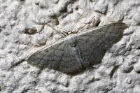 Scopula nigropunctata