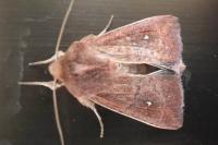 Mythimna albipuncta