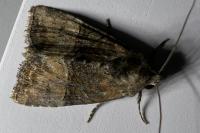 Mesoligia furuncula