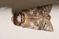Cossus cossus