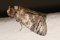 Cossus cossus