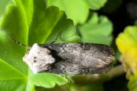 Agrotis puta