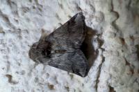 Thaumetopoea processionea