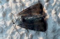 Mesoligia furuncula