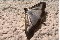 Cydalima perspectalis