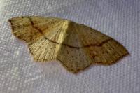 Cyclophora punctaria