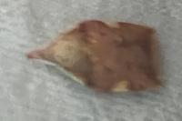 Carcina quercana